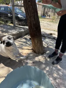 Adoptionsprofil für Zuma