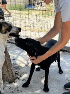 Adoptionsprofil für Eco