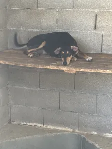 Adoptionsprofil für Nio
