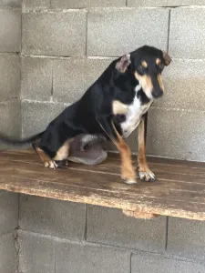 Hund Nio adoptieren