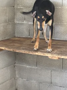 Hund Nio adoptieren