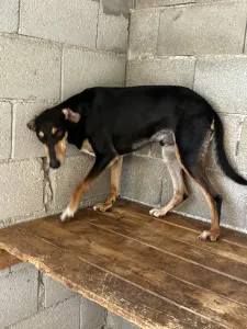 Hund Nio adoptieren