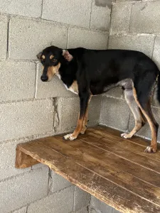 Hund Nio adoptieren