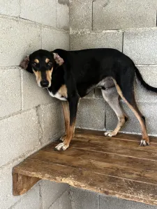 Hund Nio adoptieren