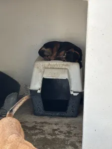 Adoptie hond Molly