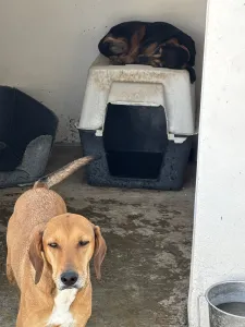 Adoptie hond Molly