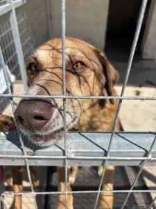 Adopt Foer