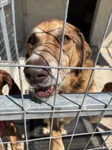 Adopt Foer