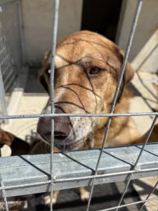 Adopt Foer