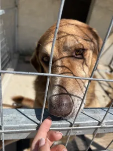 Adopt Foer