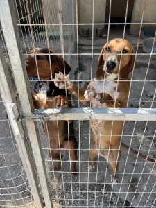 Adopt Taz
