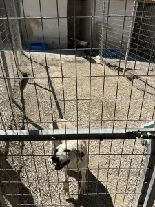 Hund Olive adoptieren