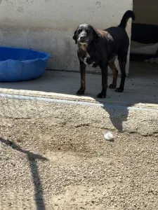 Hund Olive adoptieren