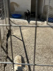 Hund Olive adoptieren