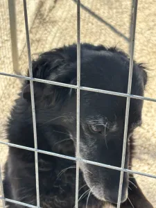 Hund Alepoudis adoptieren