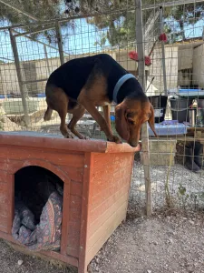 Adoptie hond Lacky