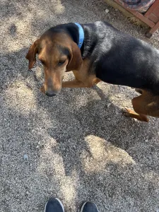 Adoptie hond Lacky