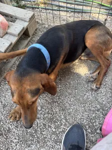 Adoptie hond Lacky