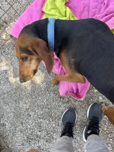 Adoptie hond Lacky