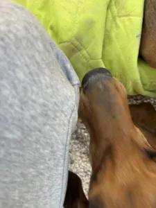 Adoptie hond Lacky