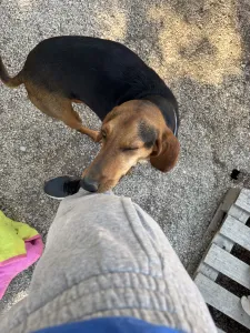 Adoptie hond Lacky