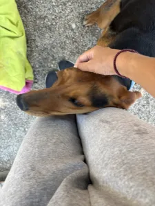 Adoptie hond Lacky