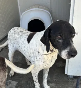 Hund Pebl adoptieren