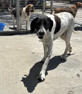 Hund Pebl adoptieren