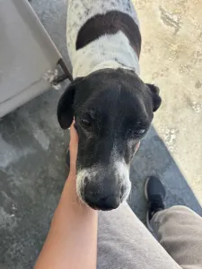 Hund Pebl adoptieren