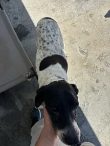Hund Pebl adoptieren