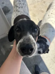 Hund Pebl adoptieren