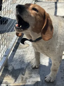Adoptionsprofil für Flip