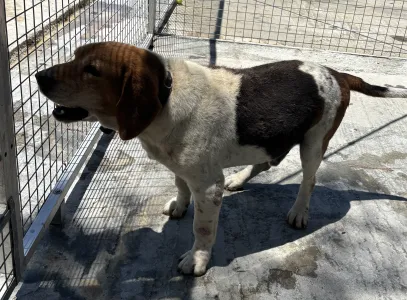 Adopt Flip