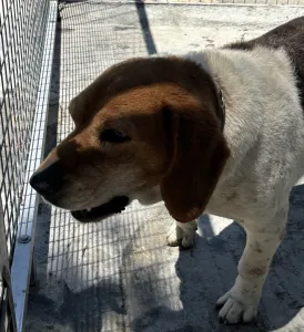 Adopt Flip