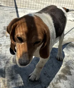 Adopt Flip