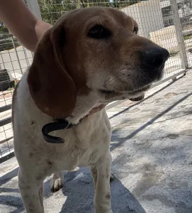Adopt Flip