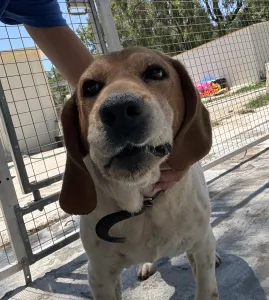 Adopt Flip
