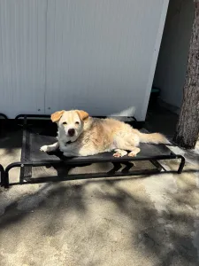 Adoptionsprofil für Boni
