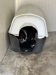 Adoptionsprofil für Irma