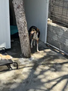 Adopt Cherry