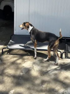 Adopt Cherry