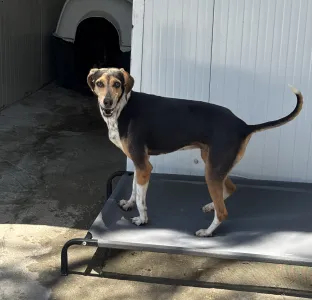 Adopt Cherry