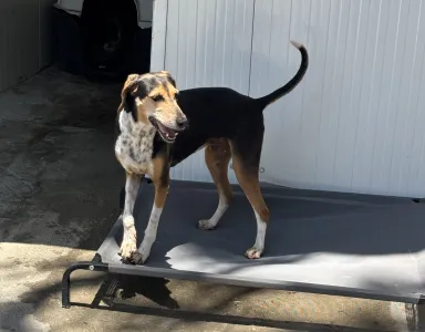Adopt Cherry