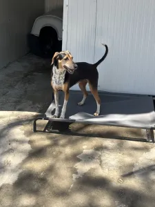 Adopt Cherry