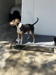 Adopt Cherry