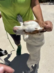 Adopt Nemo
