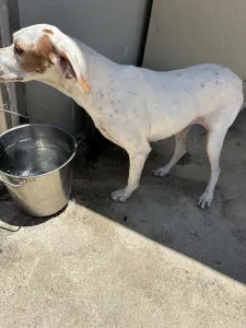 Adopt Nemo