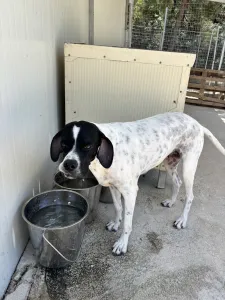 Adopt Rumi