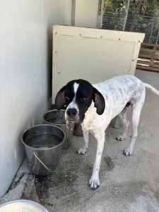 Adopt Rumi