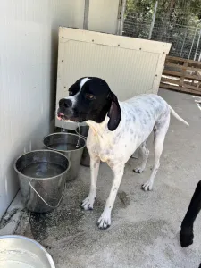 Adopt Rumi